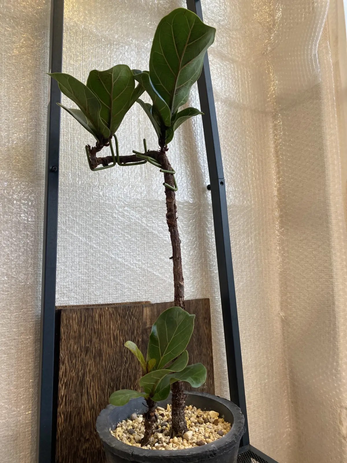 カシワバゴムノキ