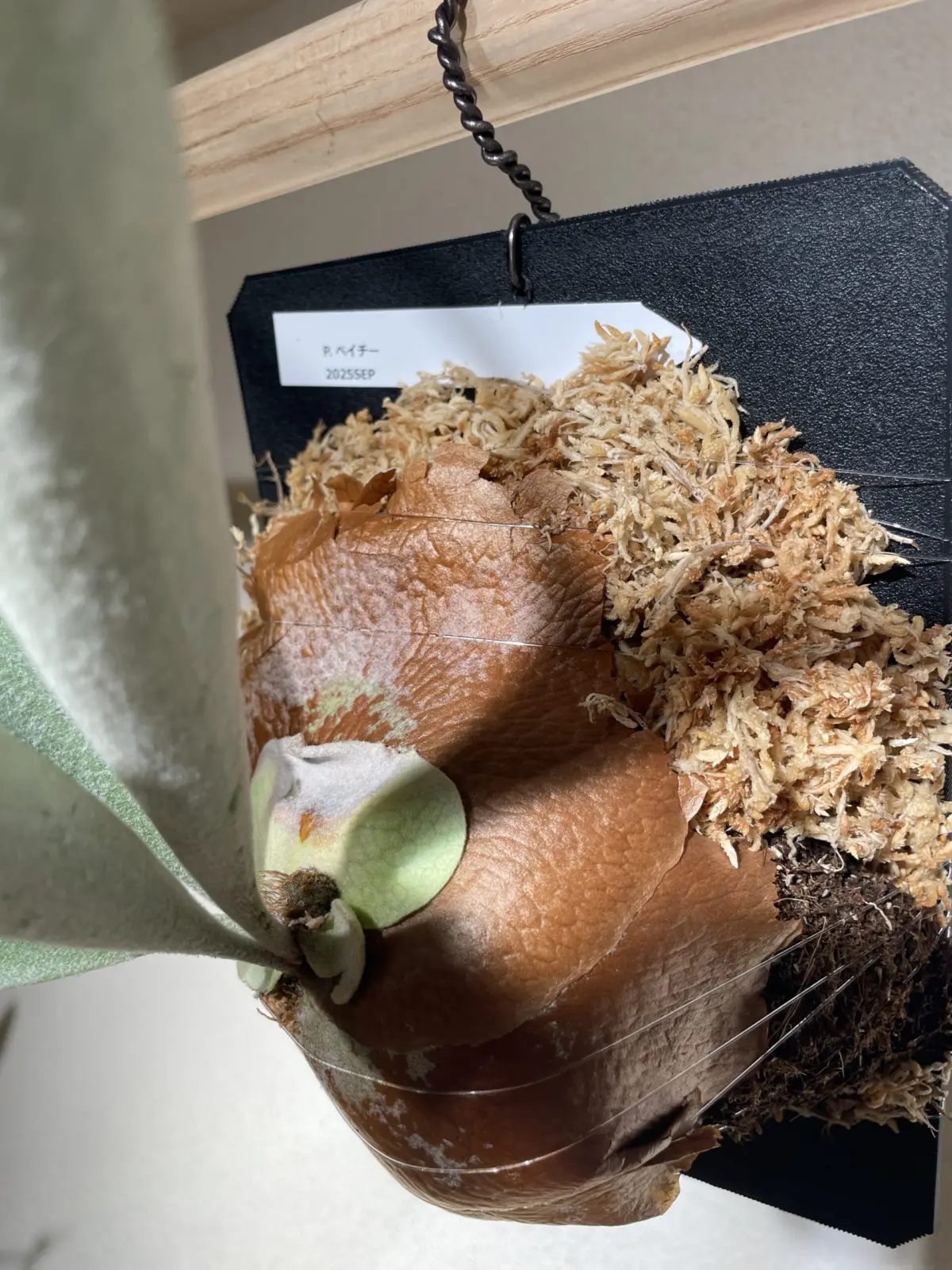 ビカクシダ　P.ベイチー