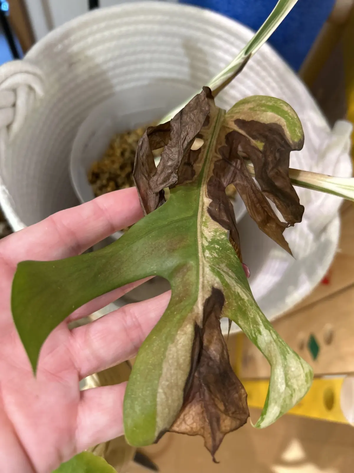 モンステラ　ボルシギアナ