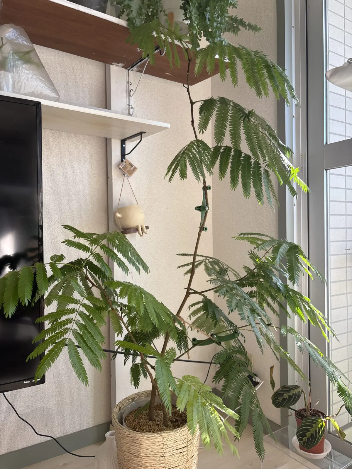 エバーフレッシュ