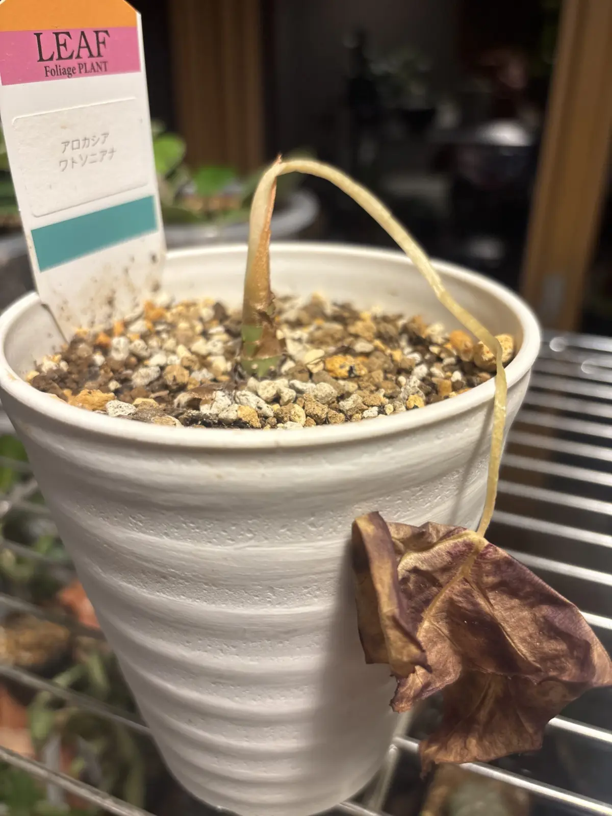 アロカシア ワトソニアナ