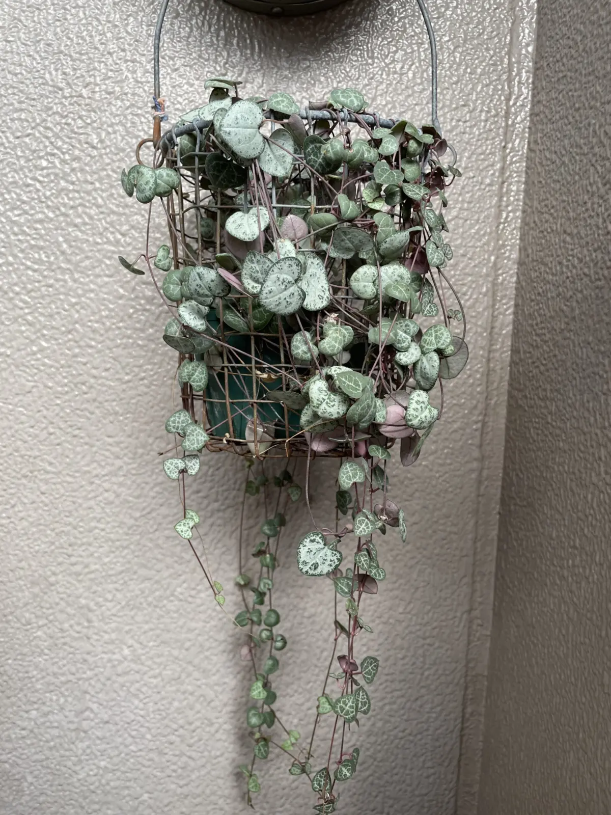 ハートカズラ セロペギア・ウッディ