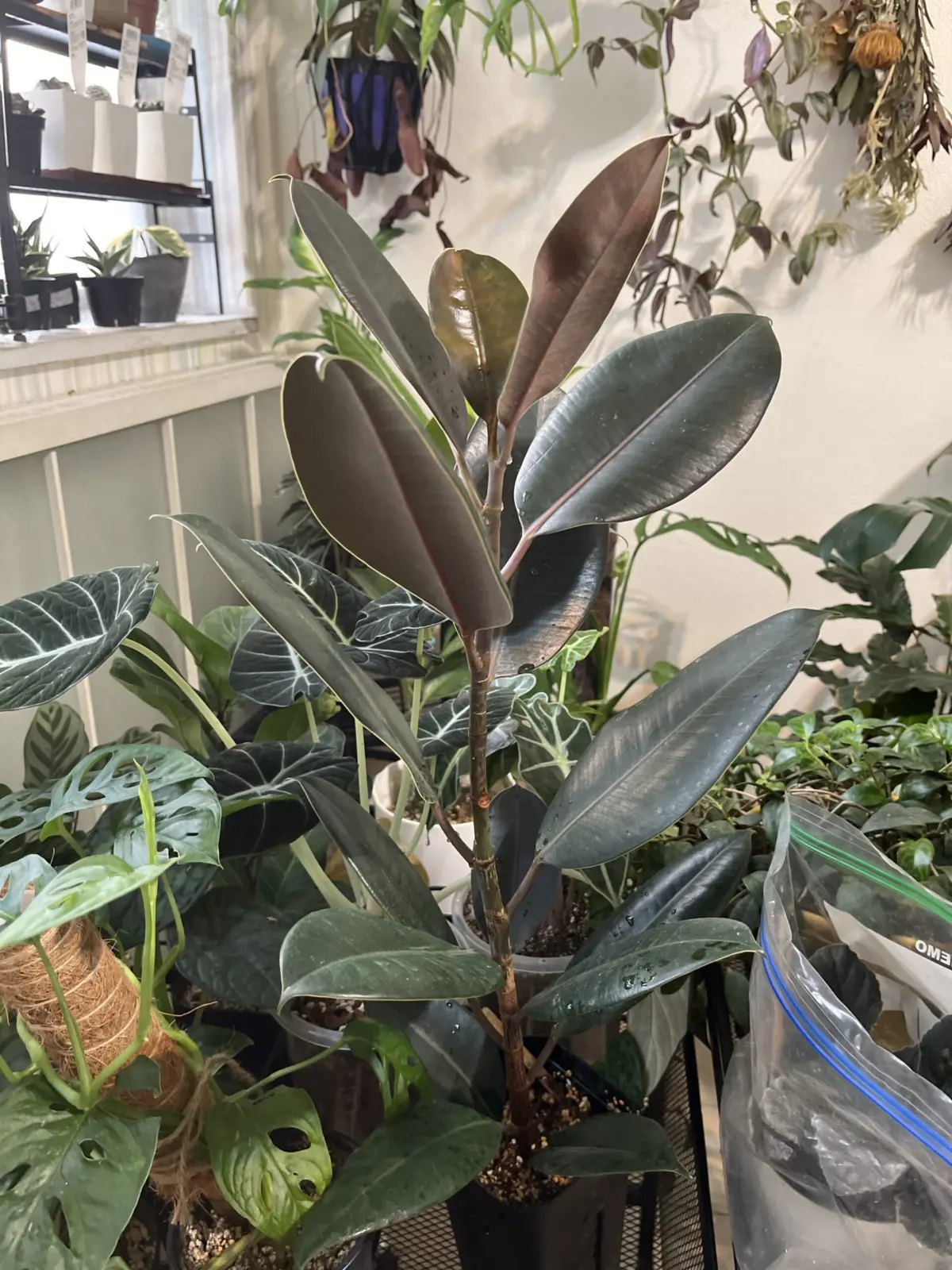 フィカス　クロゴム　バーガンディ