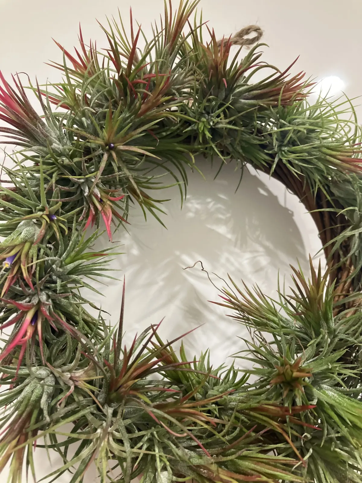 イオナンタ・フエゴ　ティランジア