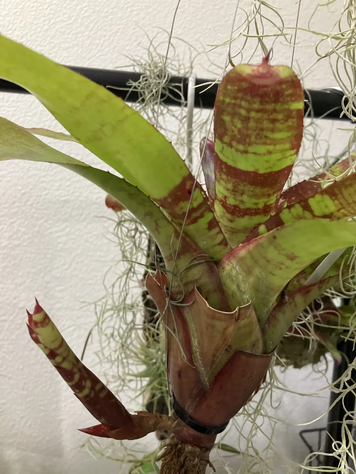 ネオレゲリア　フィッシュネット