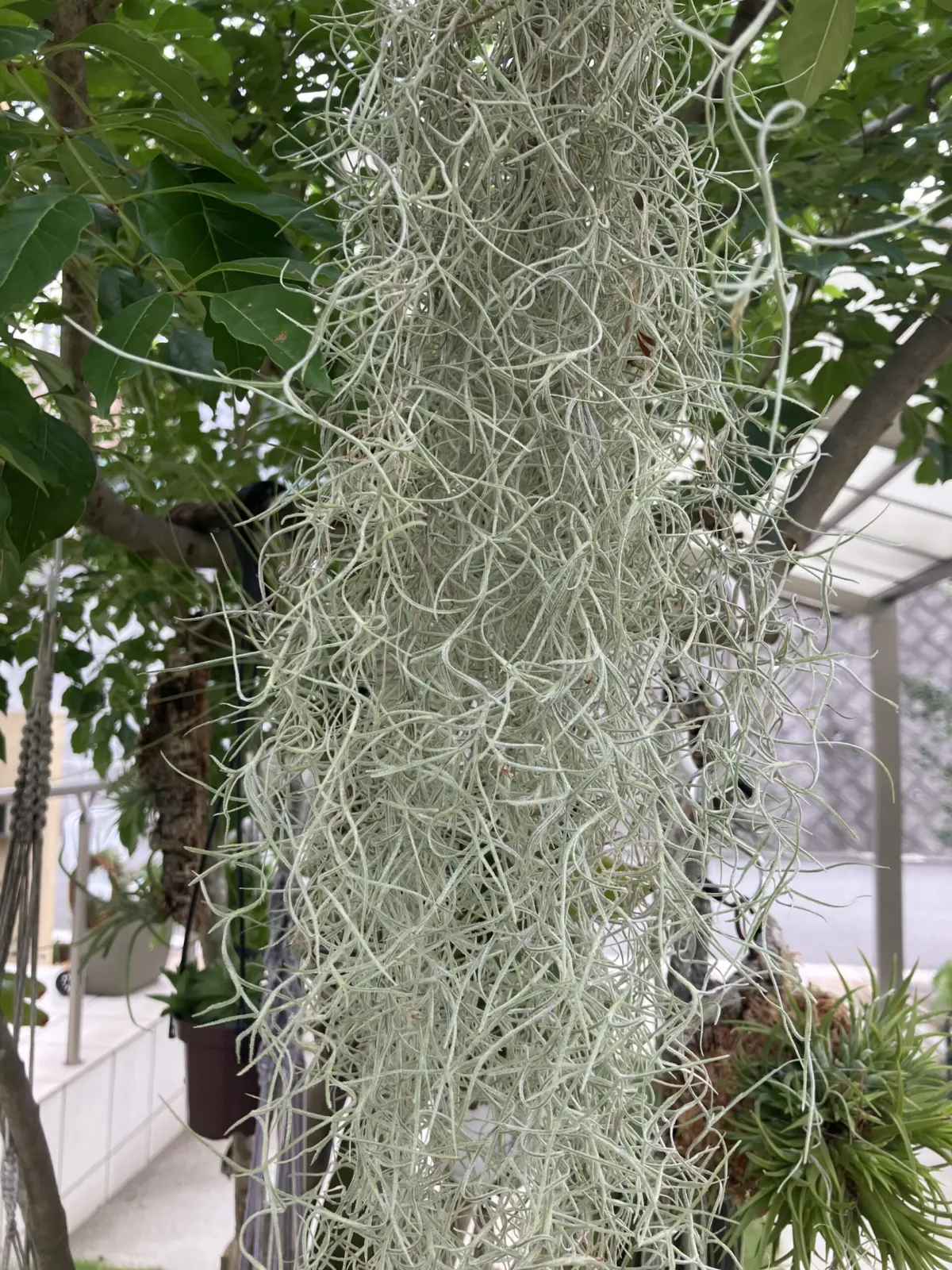 ティランジア　ウスネオイデス