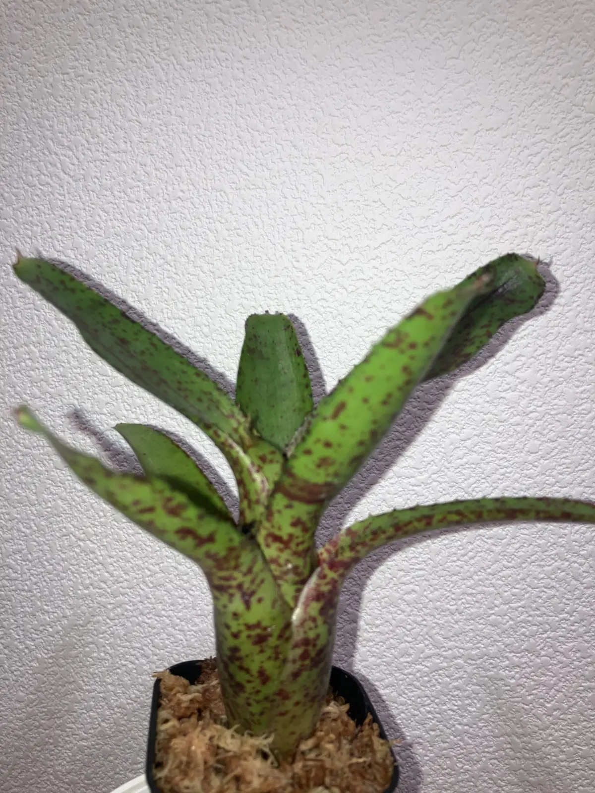 ネオレゲリア　オーストラリアンペッパー