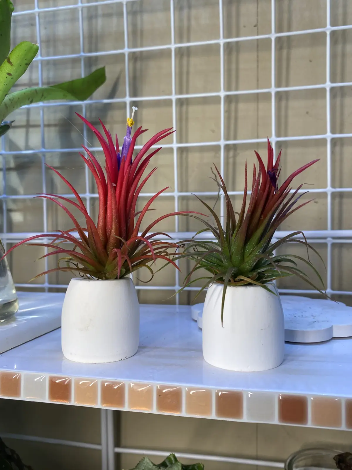 チランジア　フエゴ　デカくて赤い