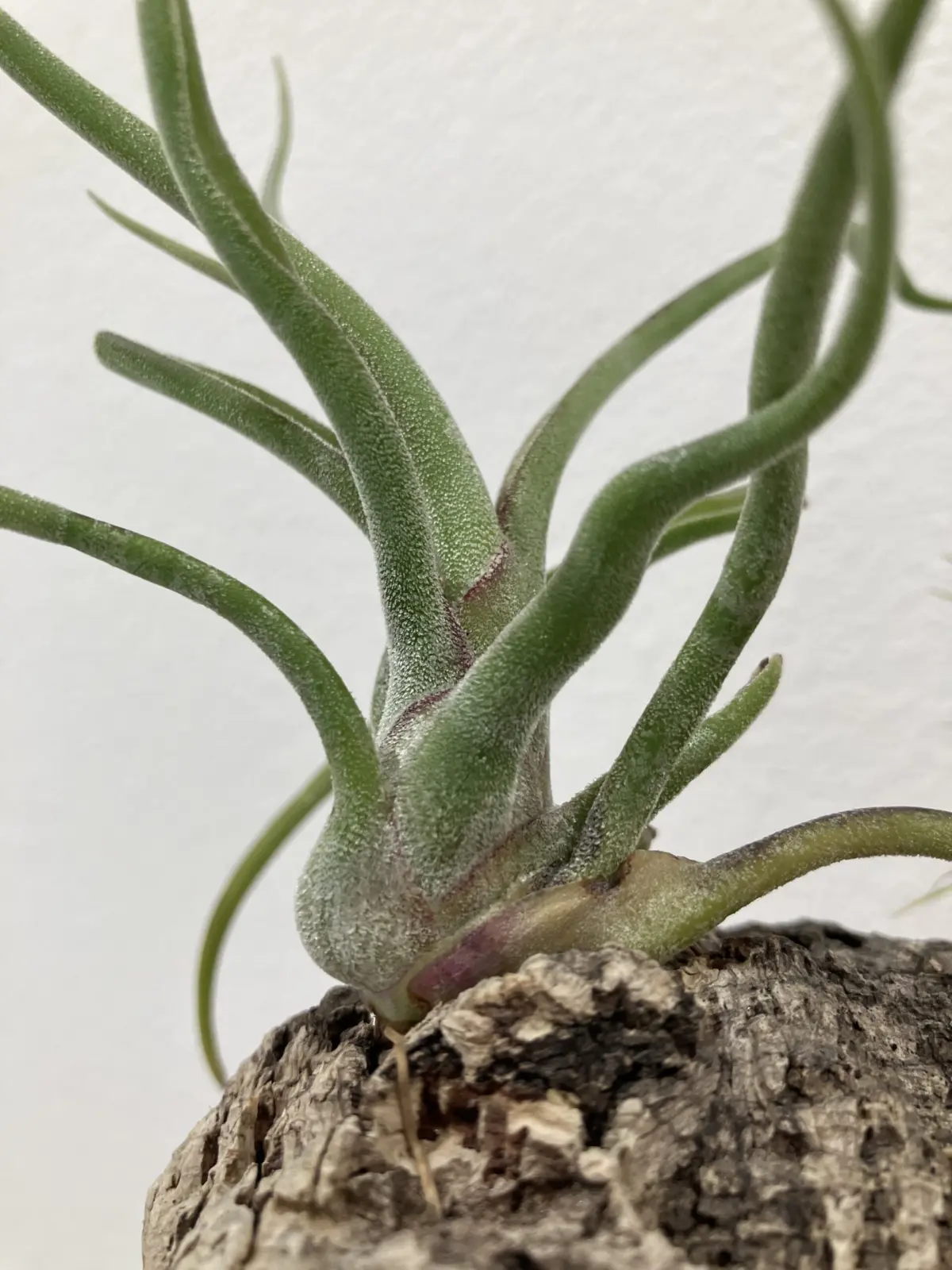 ティランジア　カプトメデューサ　100均