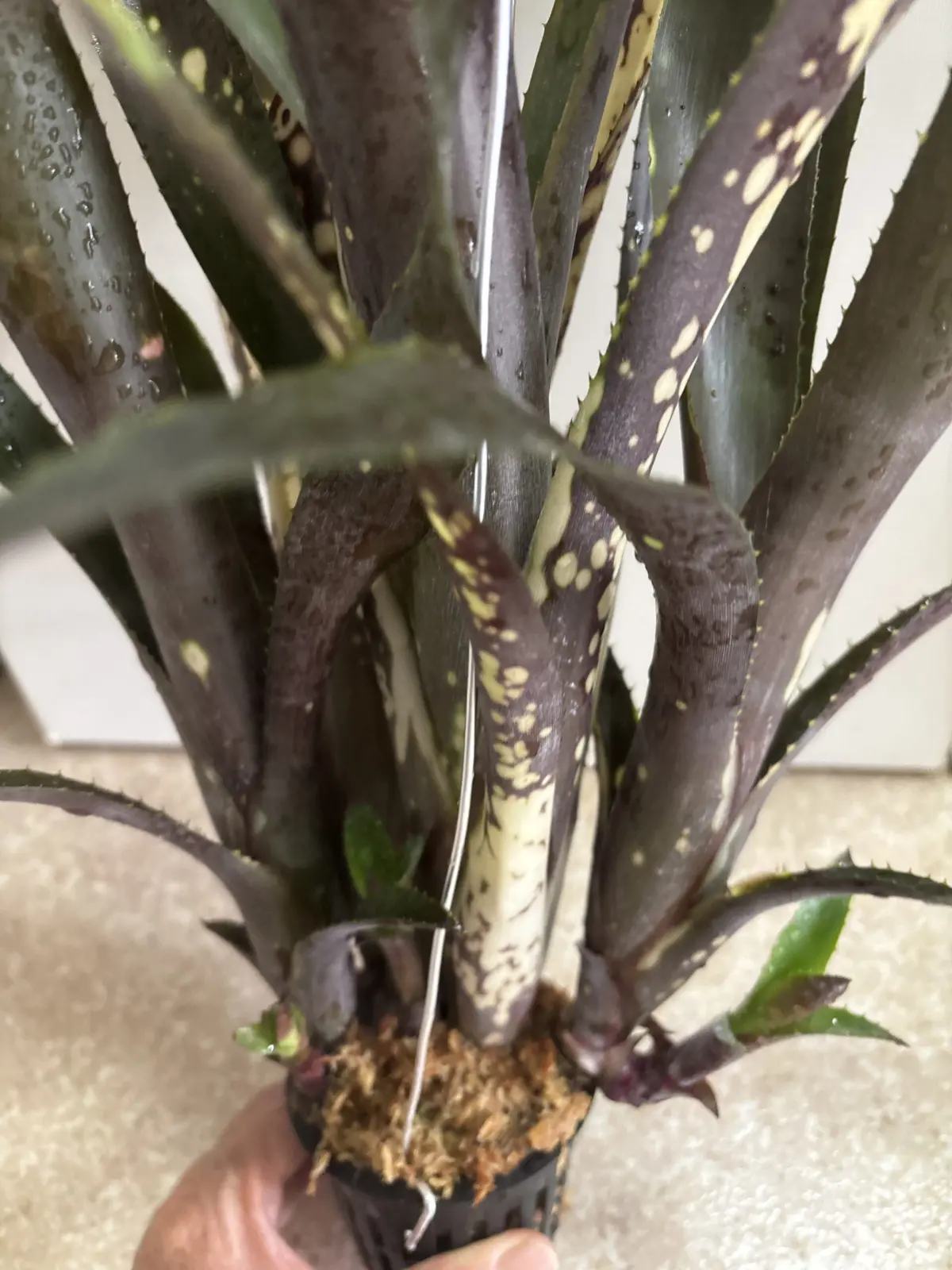 ビルベルギア　ノーザンライツNORTHEEN LIGHTS