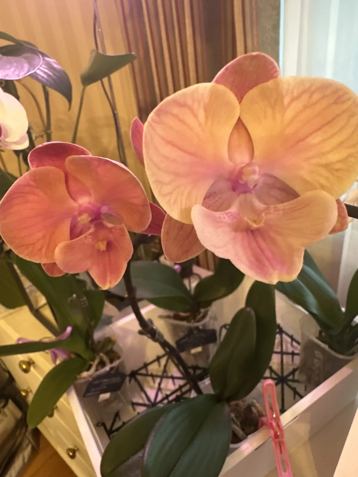 胡蝶蘭/スプリングレディ