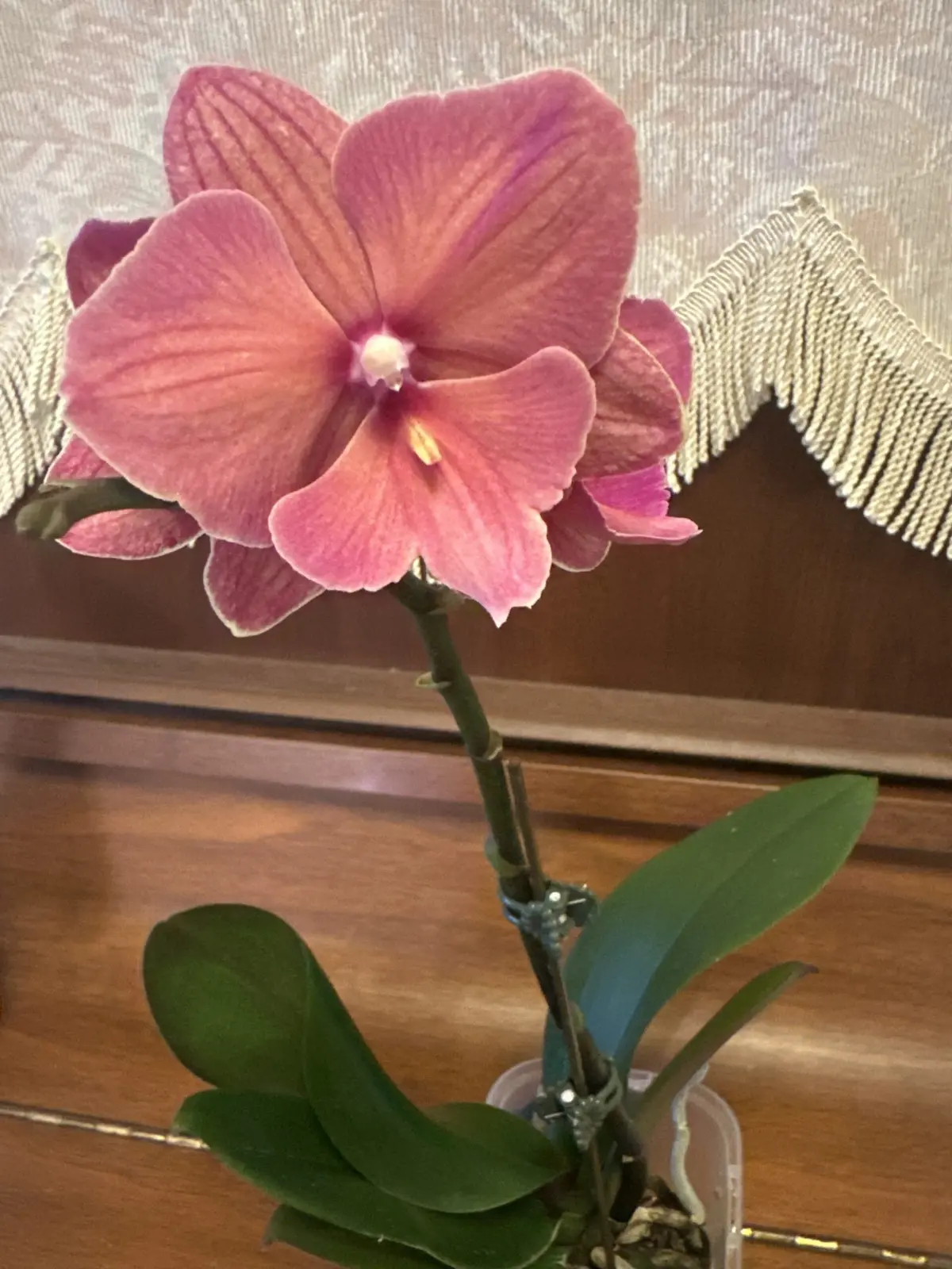 胡蝶蘭/オレンジサン