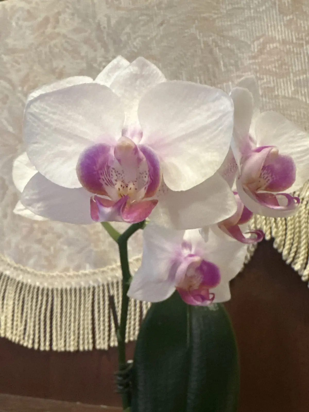 胡蝶蘭/ビームス