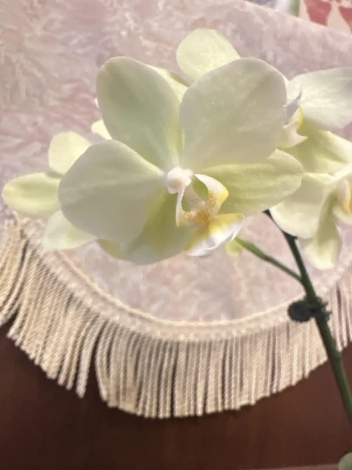 胡蝶蘭/グリーンピクシー