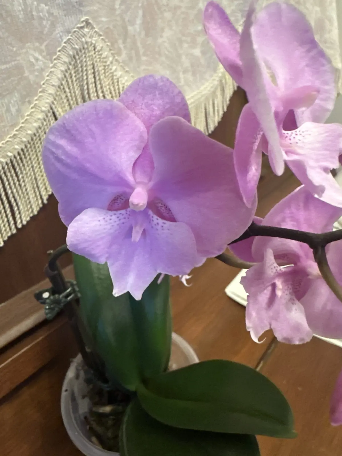 胡蝶蘭/アメイメイ