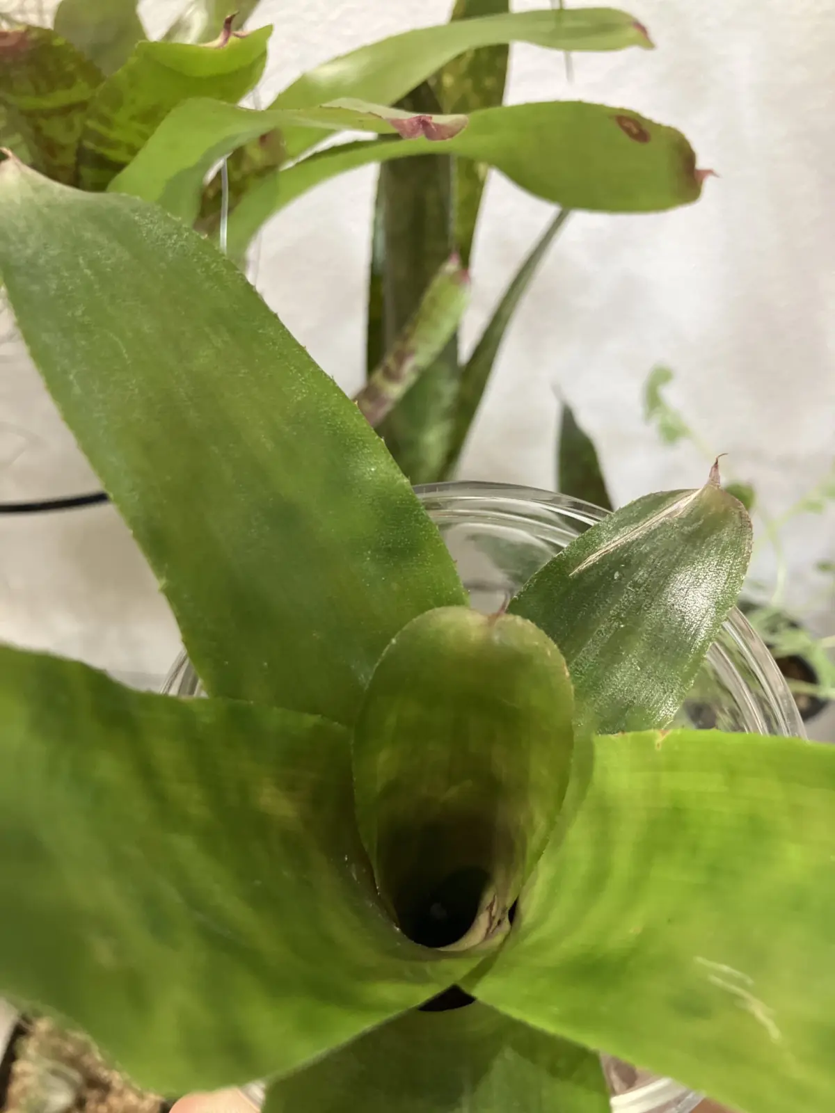 ネオレゲリア　ピナフォア