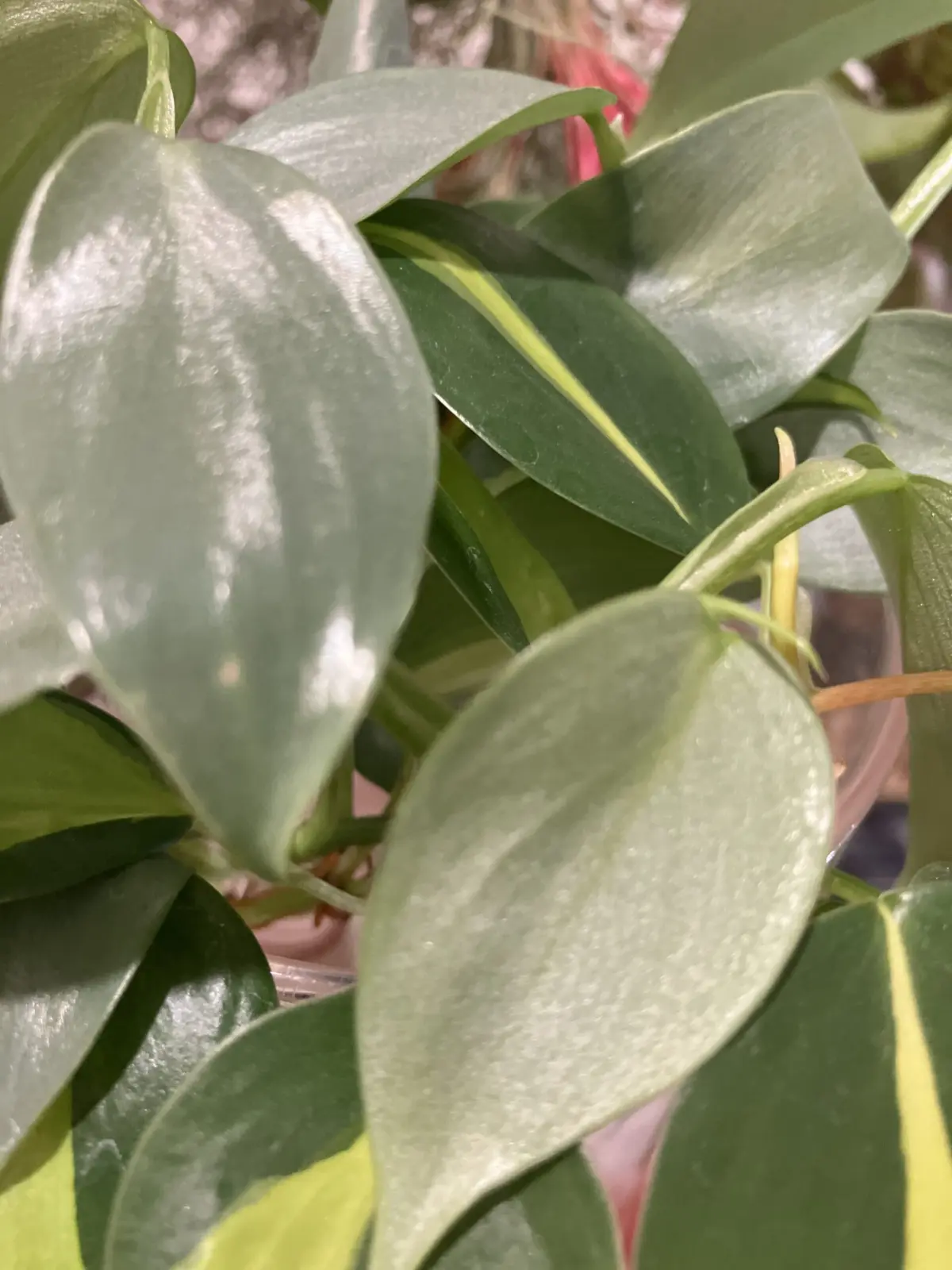 フィロデンドロン　シルバーメタル