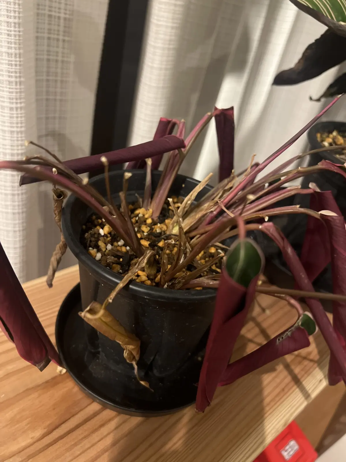 ストロマンテ　トリオスター