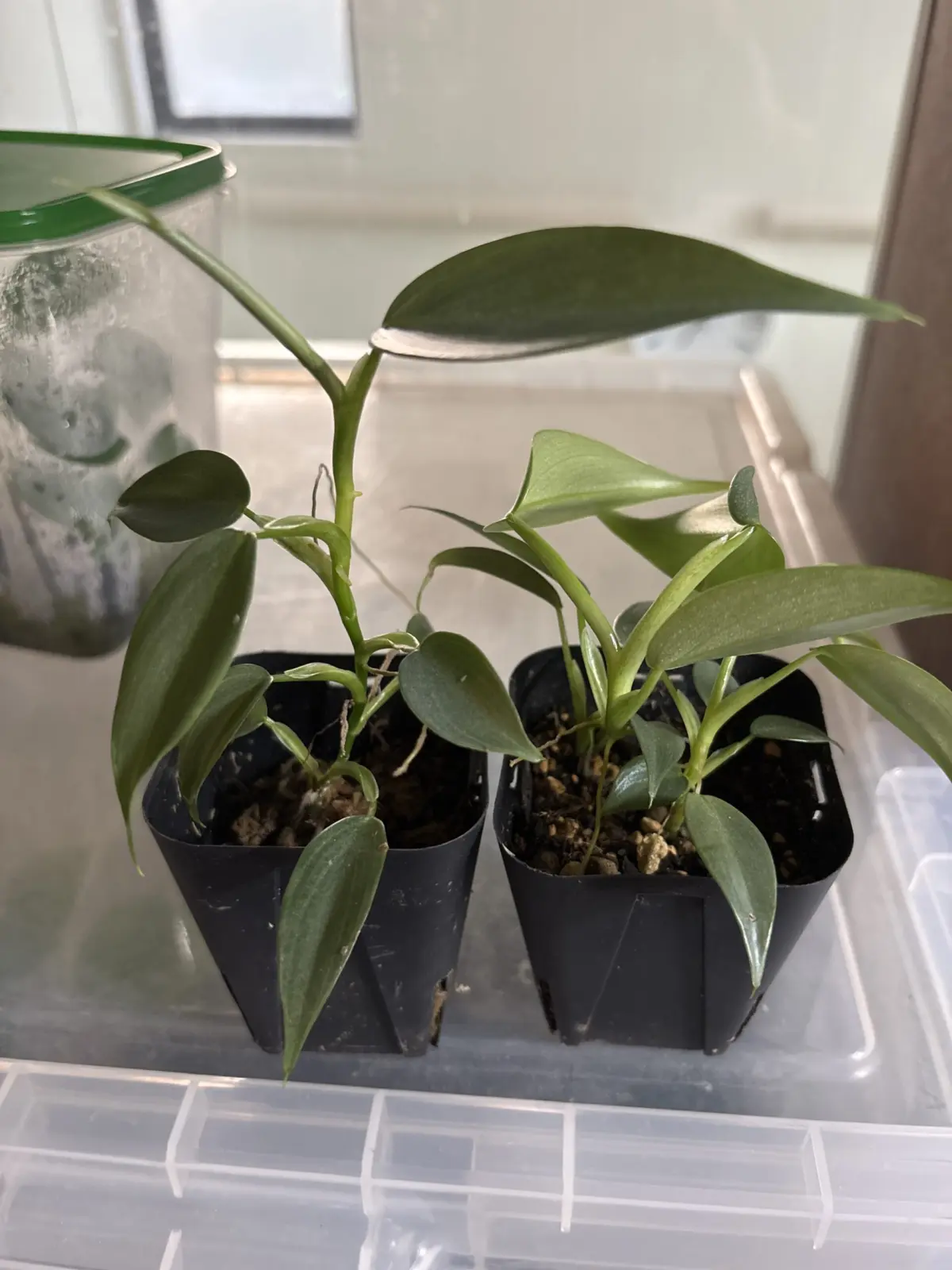 フィロデンドロン シルバーメタル