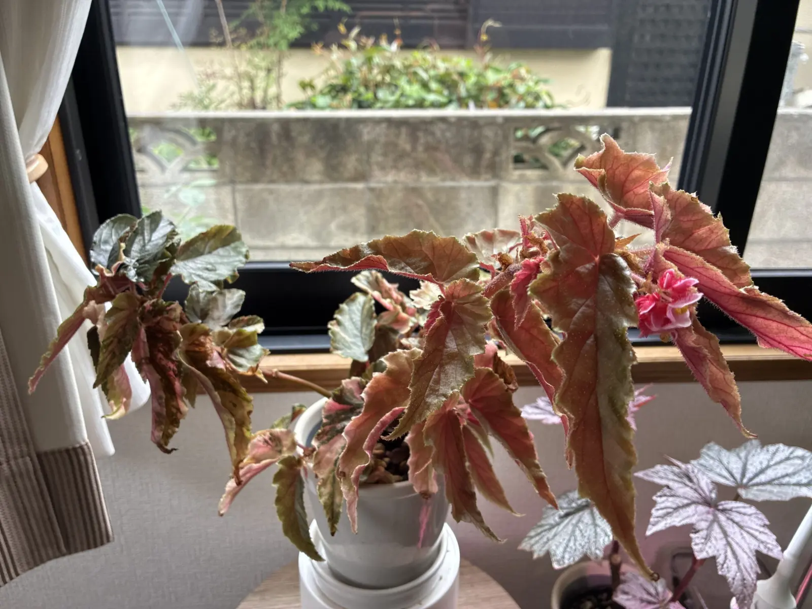 ベゴニア　ジニー銀河　花