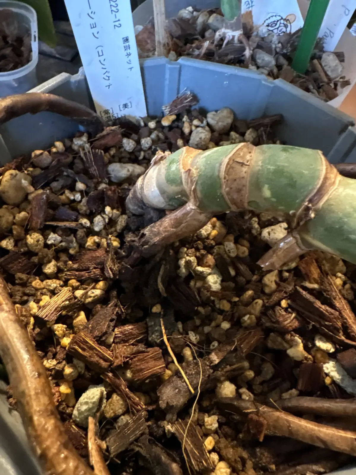 モンステラ デリシオーサ