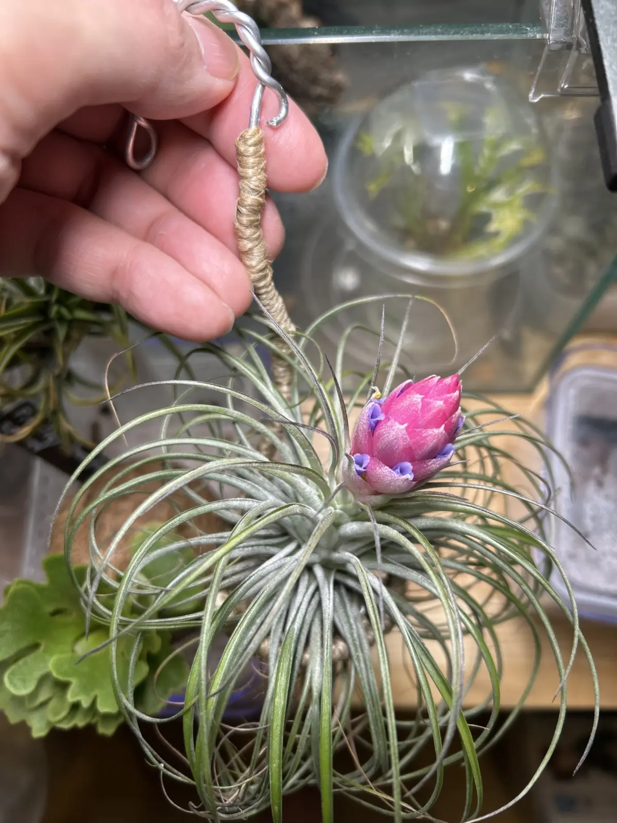 ティランジア ストリクタ