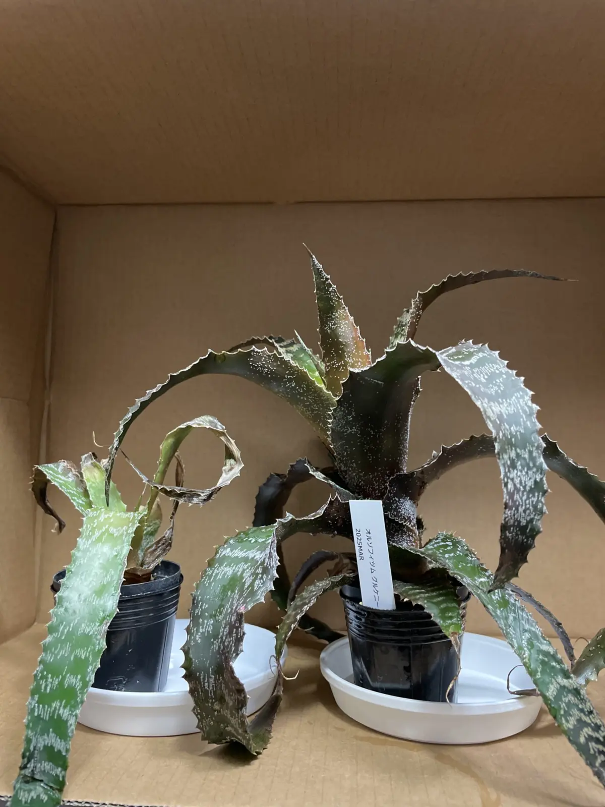 オルソフィッム　グルケニー