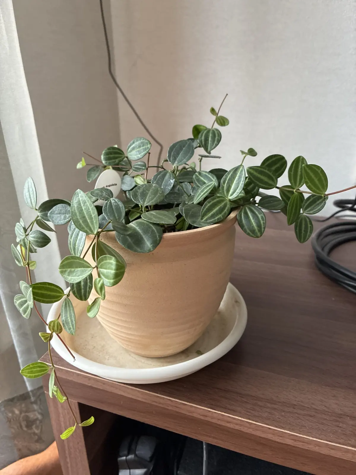 ペペロミア　アングラータ