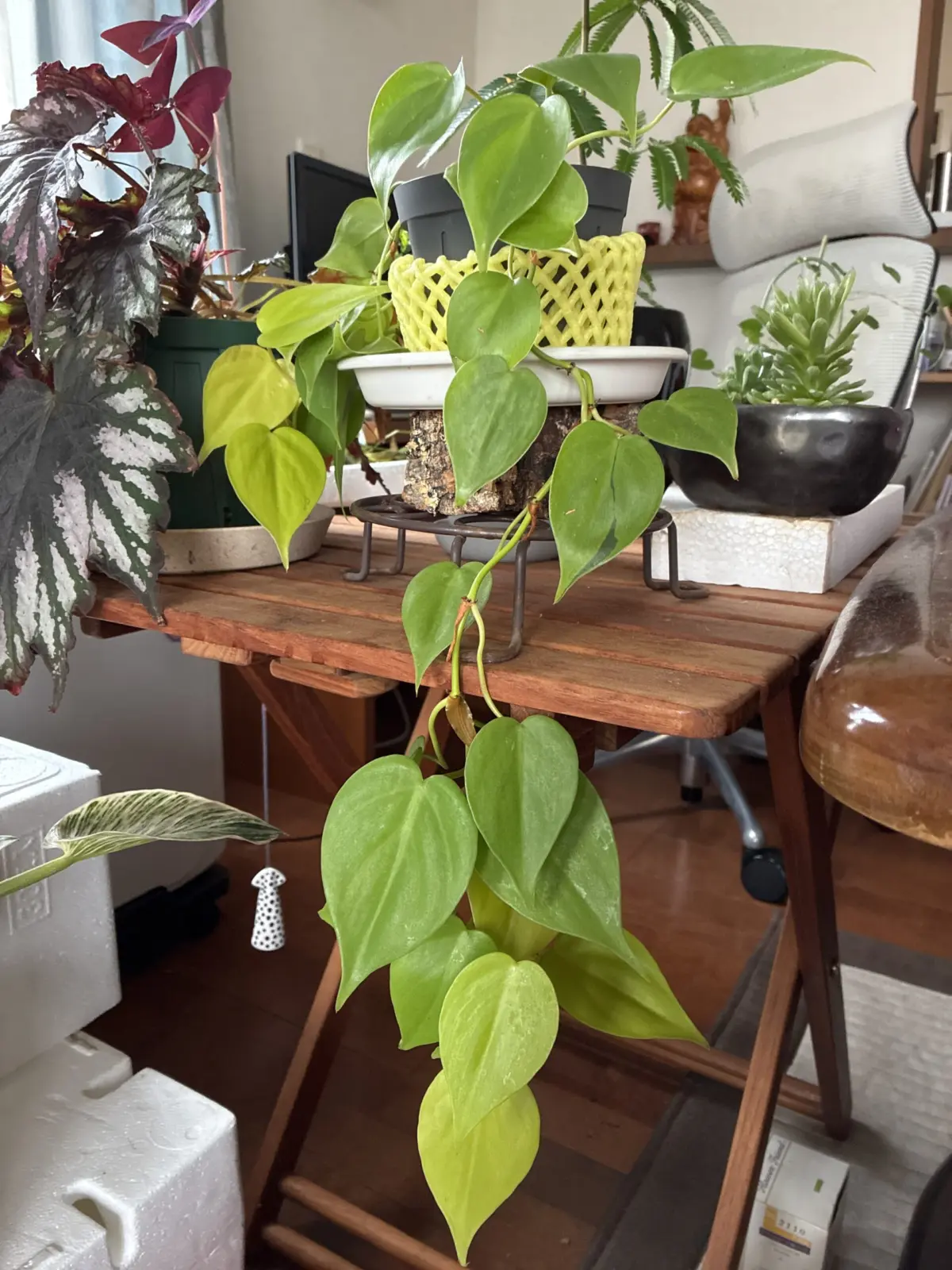 フェロデンドロン