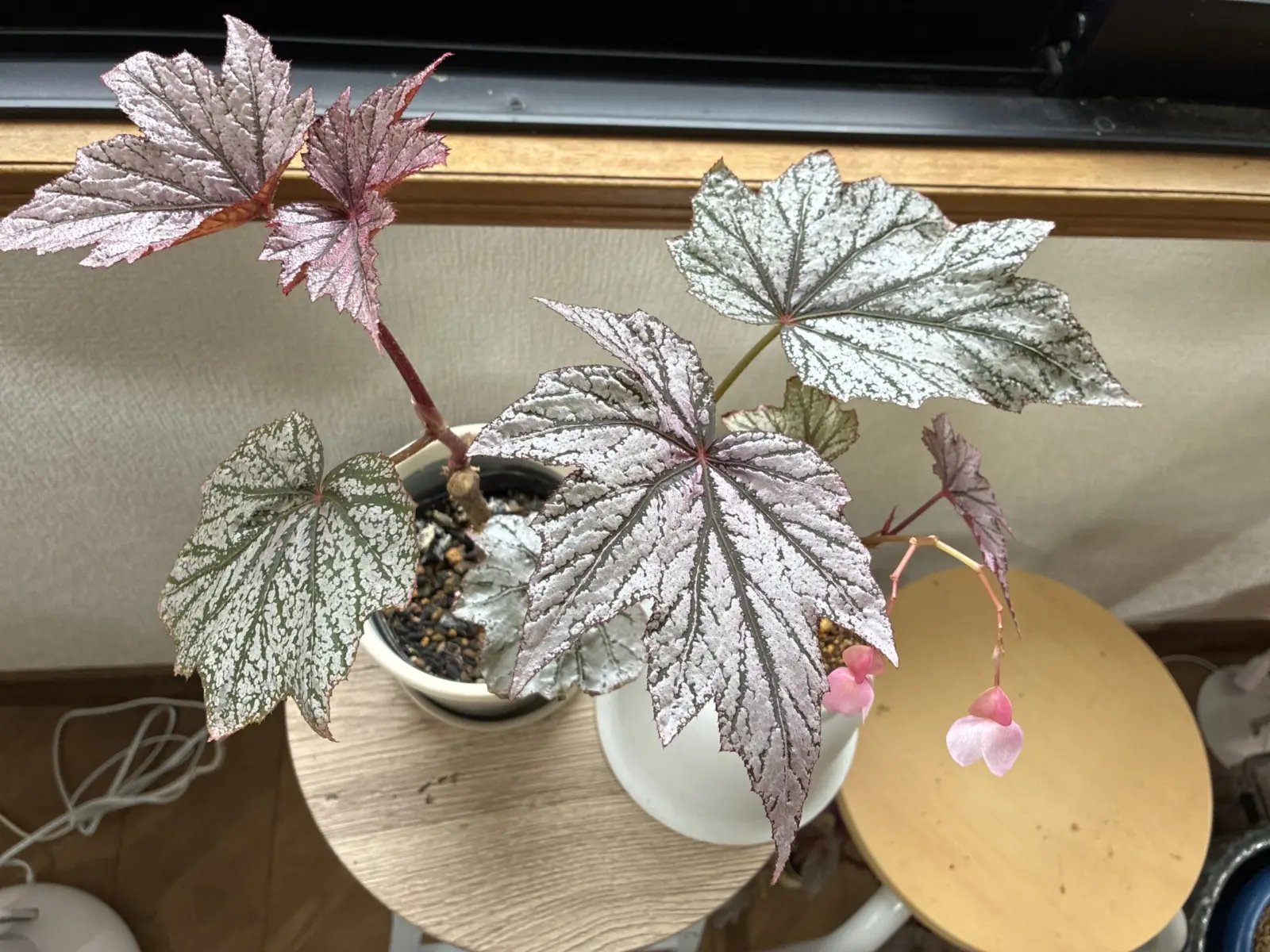 ベゴニア　ショーン・ウォーリー　花