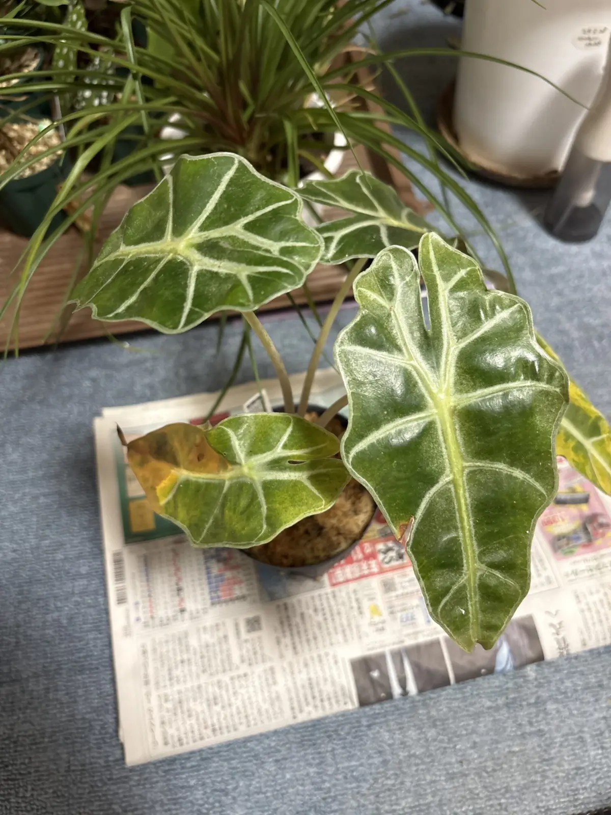 アロカシア　アマゾニカ