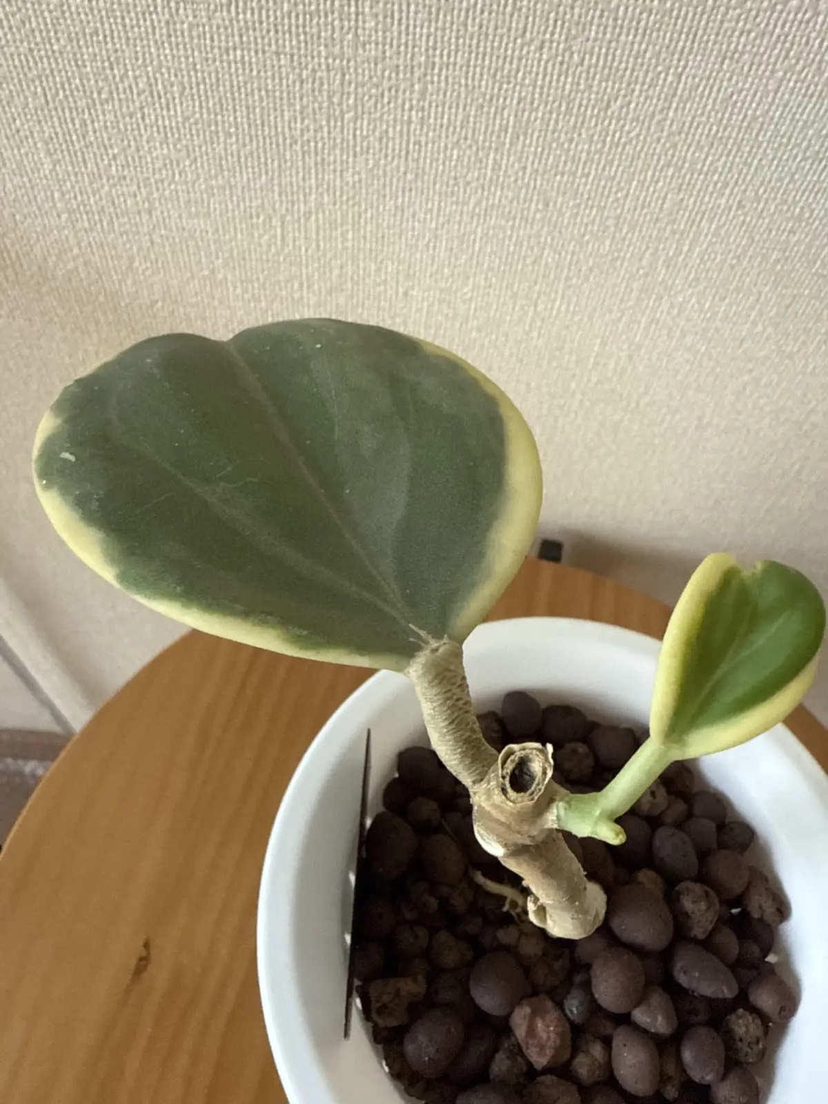 ホヤ　パキクラダ　アルボマルギナータ