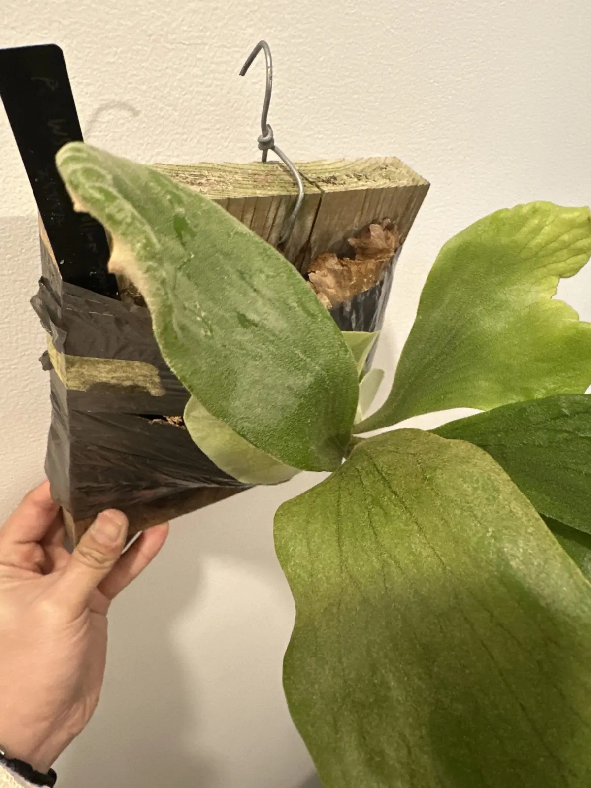 ビカクシダ　w5xdiversiforium