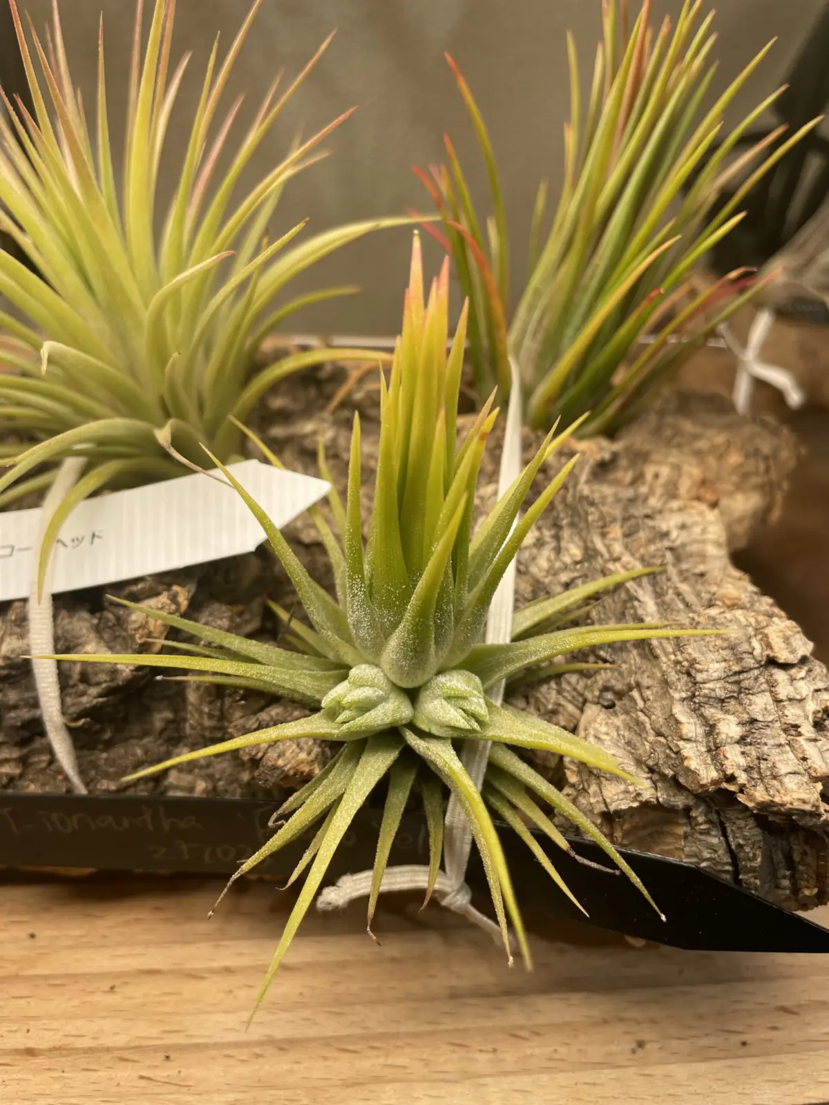 ティランジア　イオナンタ　フエゴイエロー