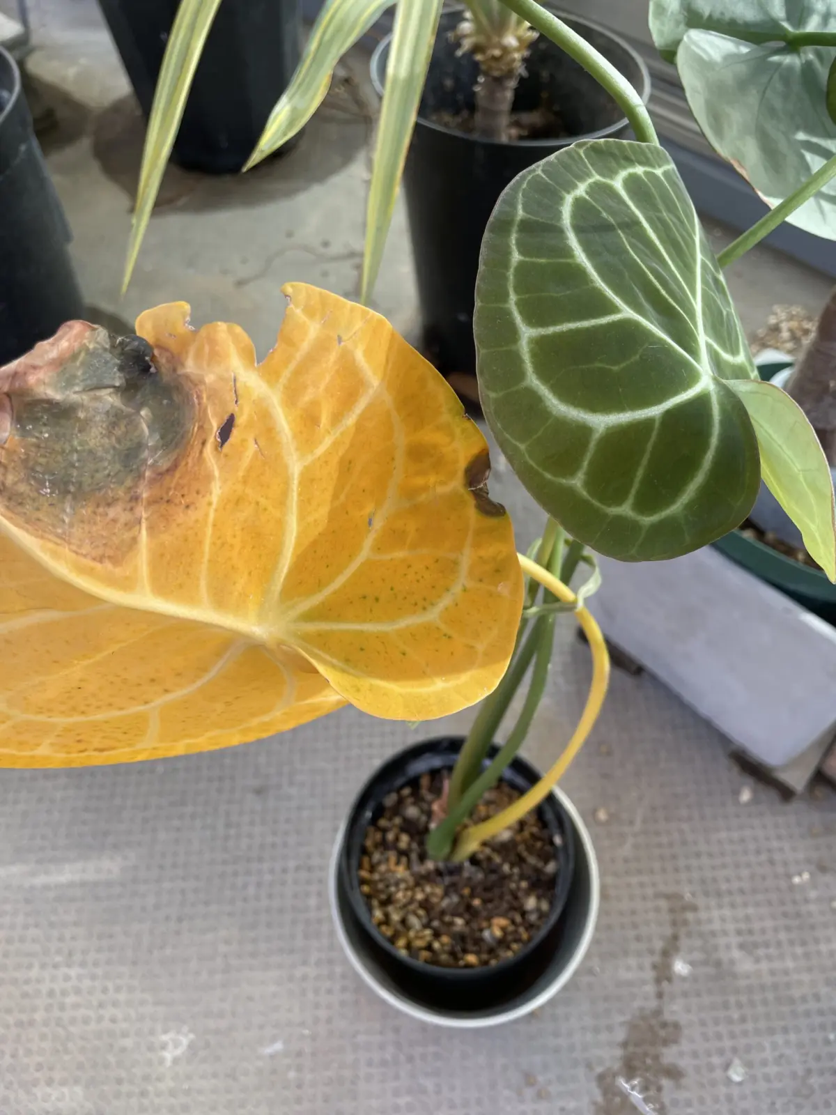 アンスリウム　クラリネルビウム