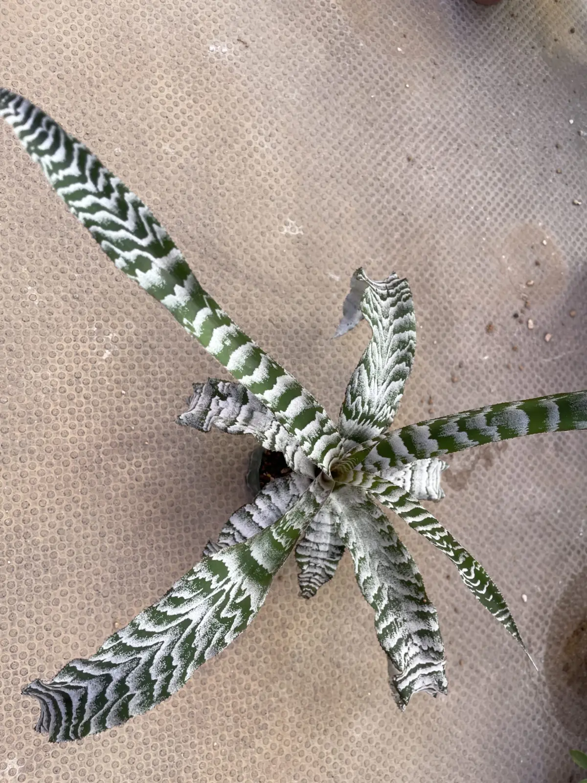 クリプタンサス　アブソリュートゼロ　徒長