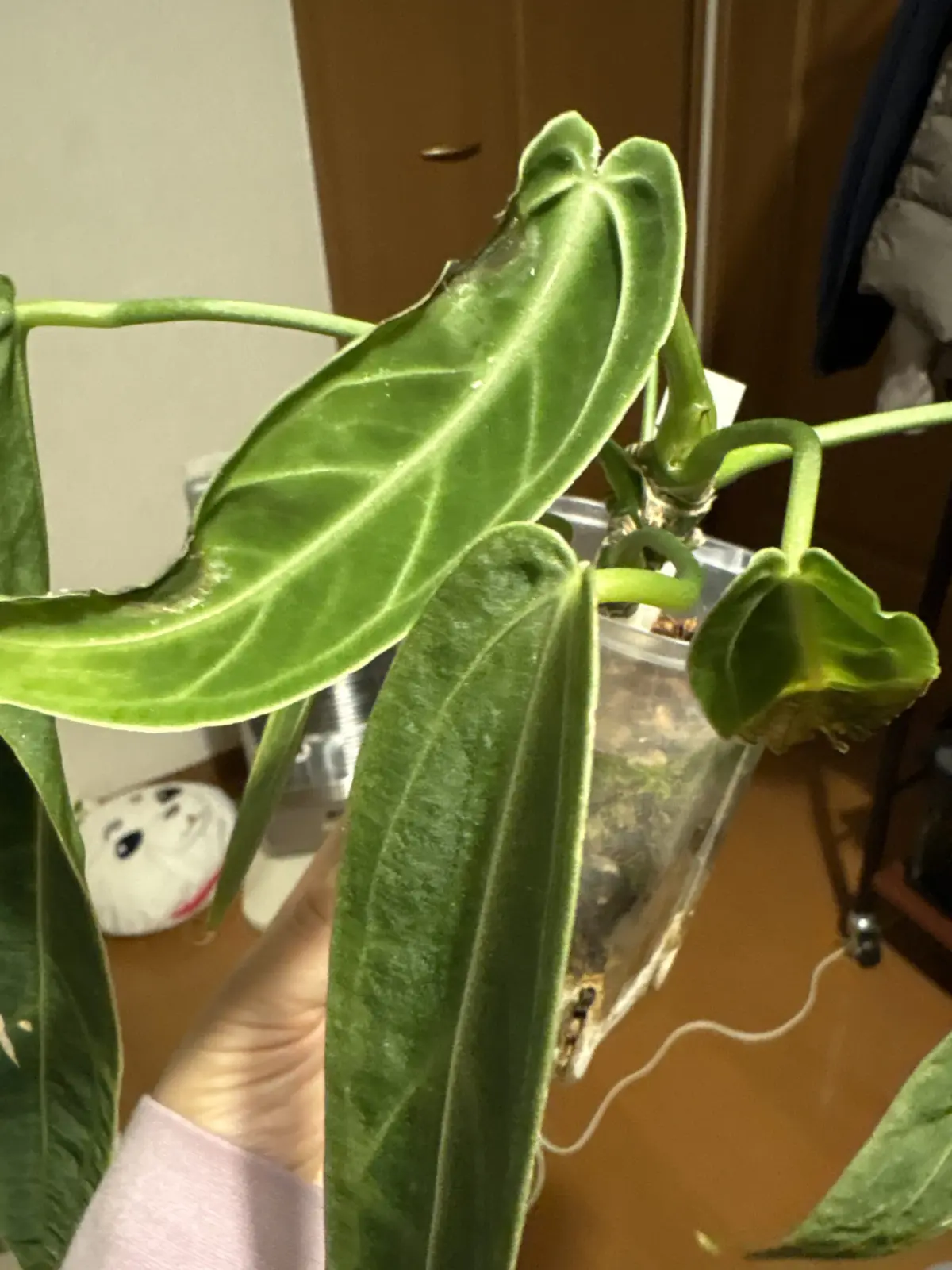 アンスリウム　ワロクアナム