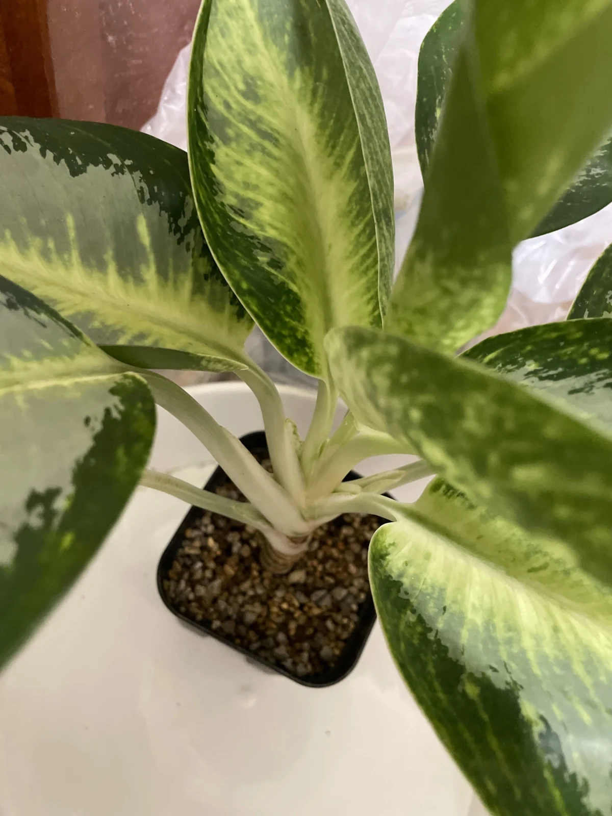 アグラオネマ カーンクルアイ