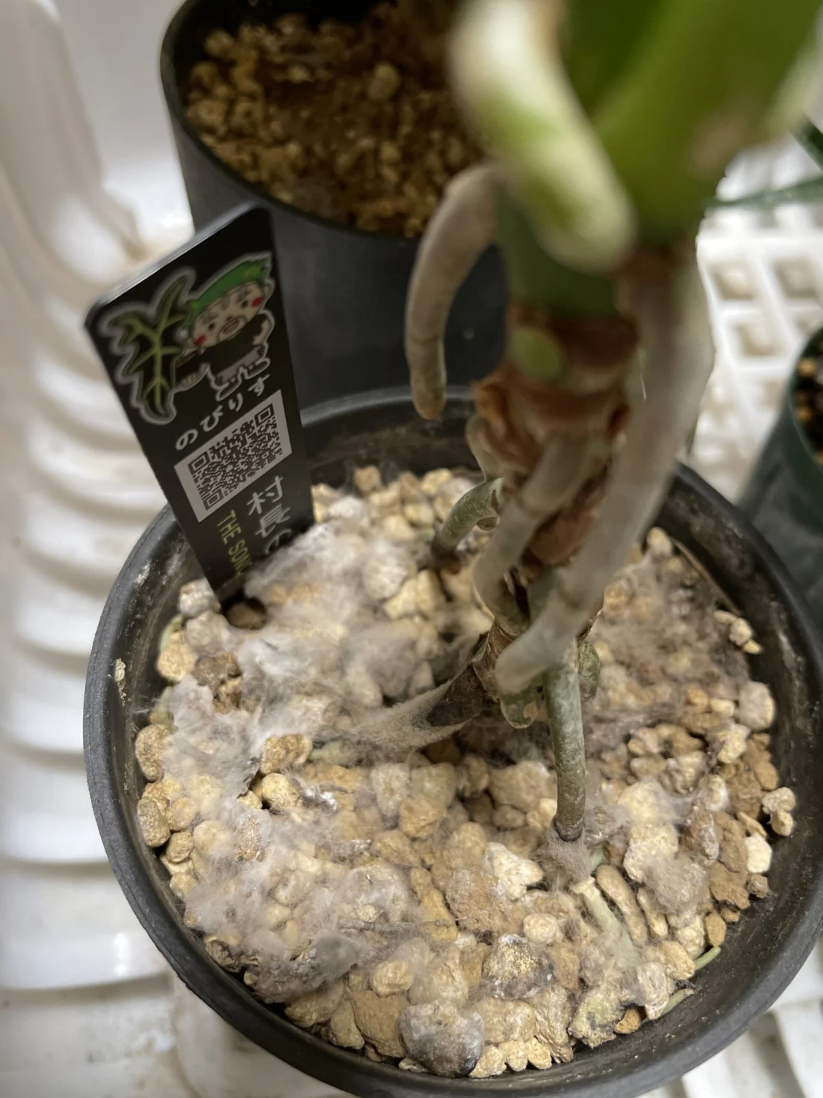 アンスリウム　ロムズレッド