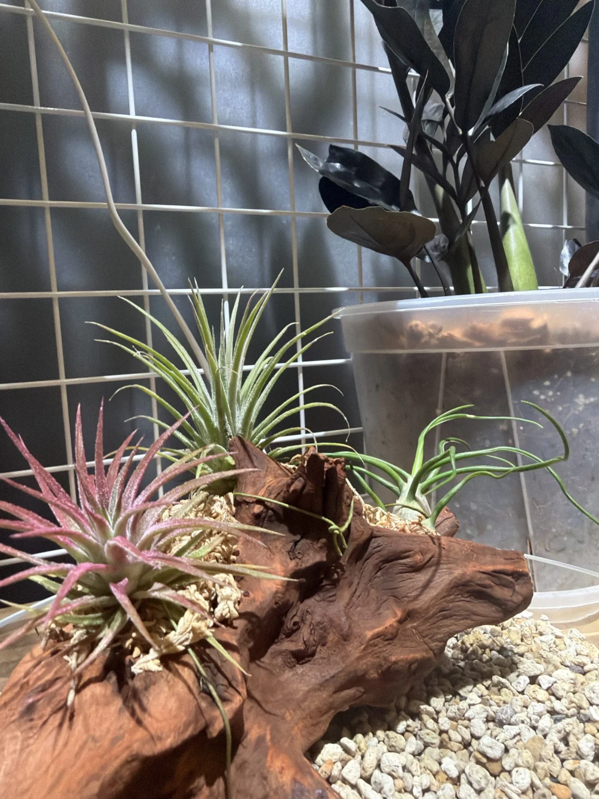 イオナンタ　マルティグラ（中央）@村長の直売所