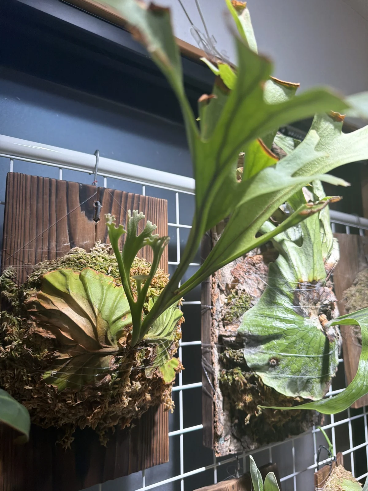 ビカクシダ　P. Ridieyi (Tonkla Sporeling)