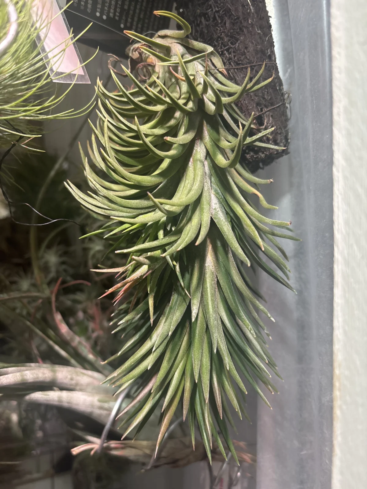 ティランジア　イオナンタ　不明種