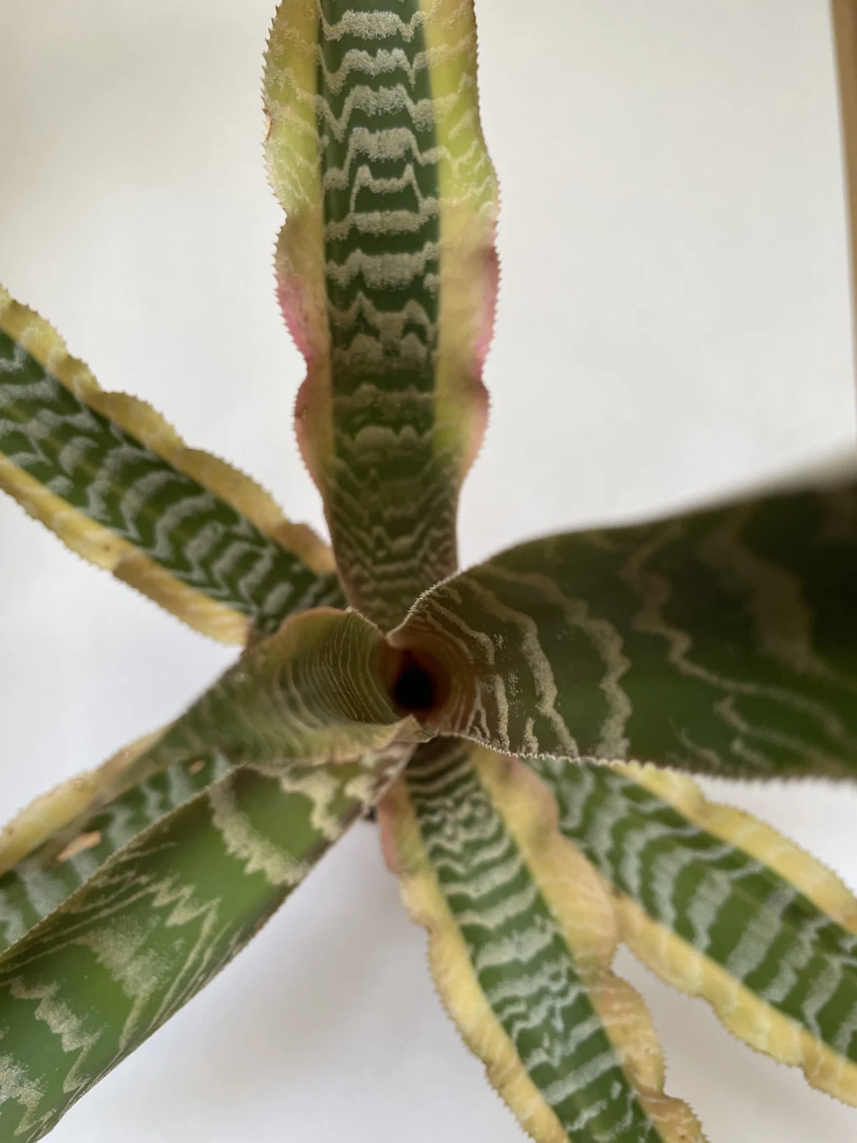 クリプタンサス　ゾナタス　エレーヌ