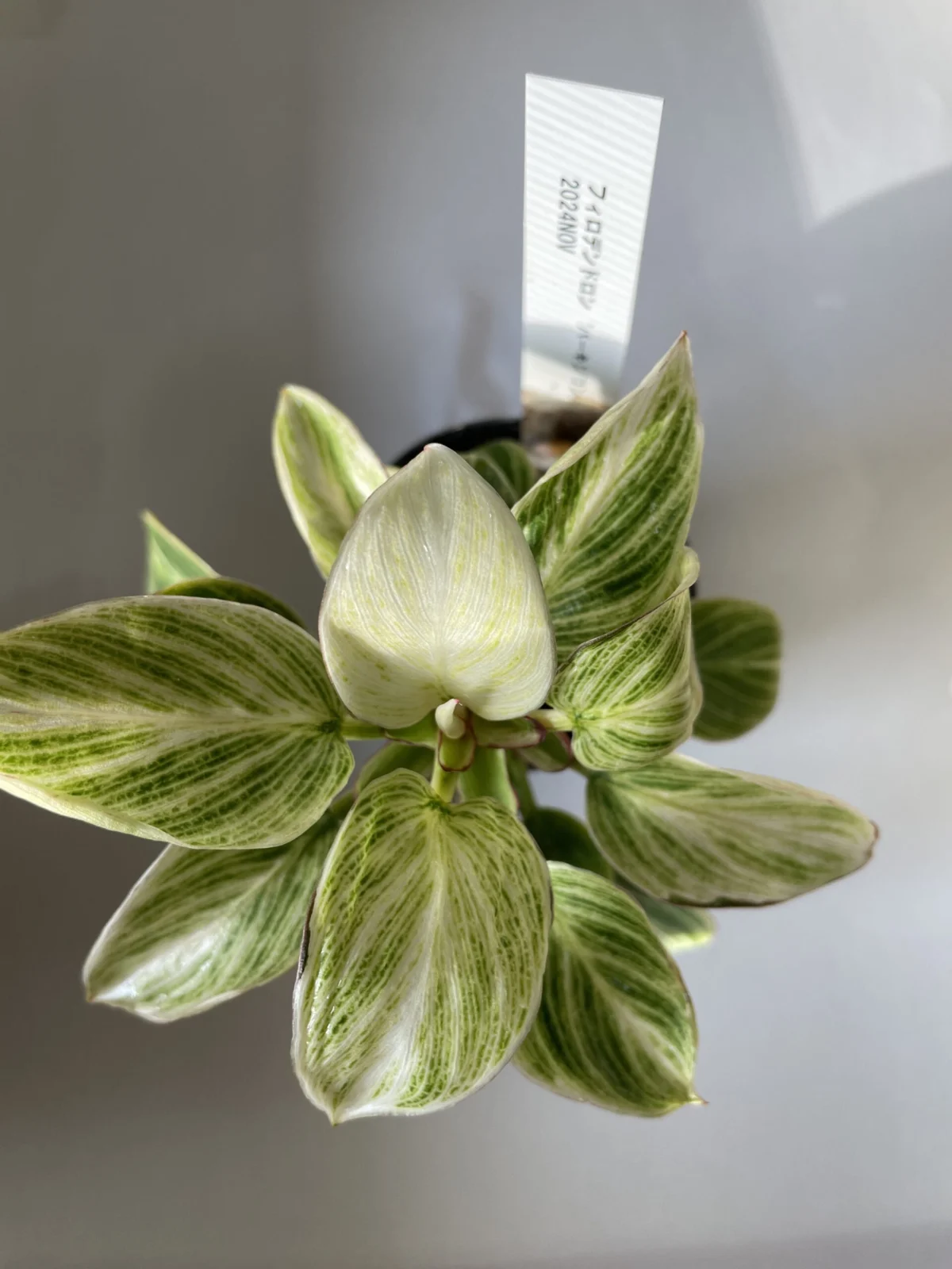 フィロデンドロン　バーキンコンパクト