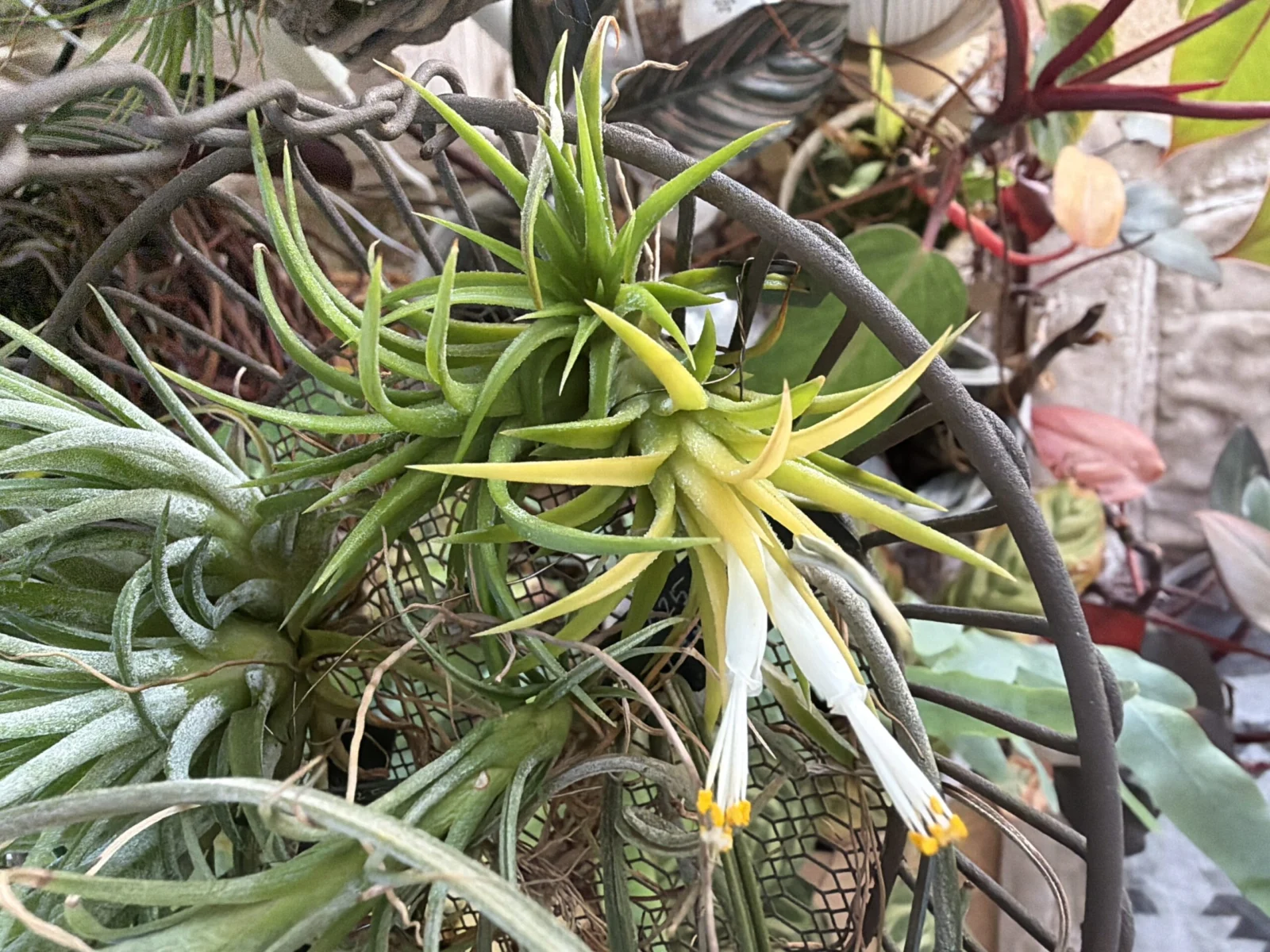 ティランジア イオナンタ ドゥルイド 開花