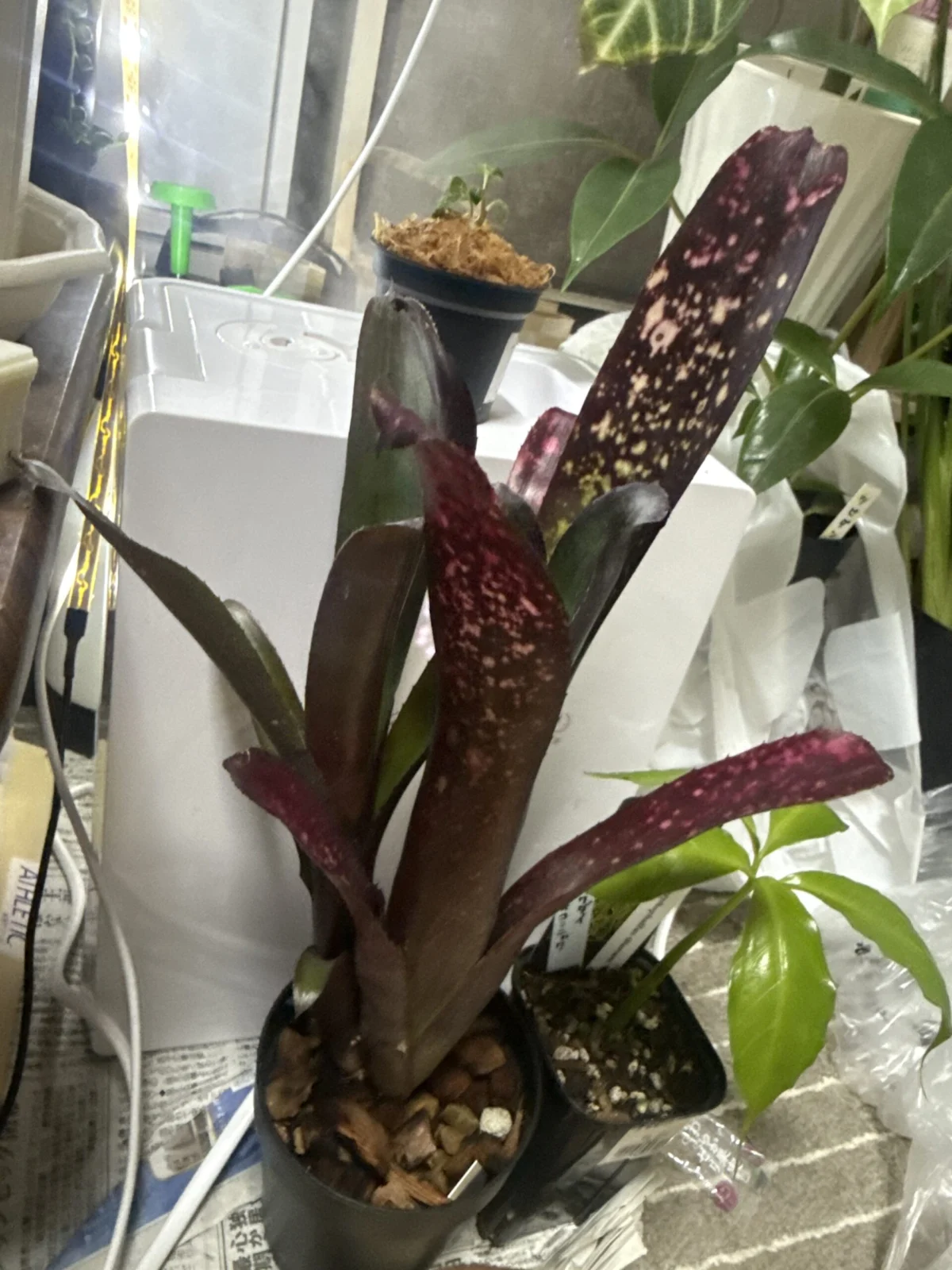 ビルベルギア DM hyb