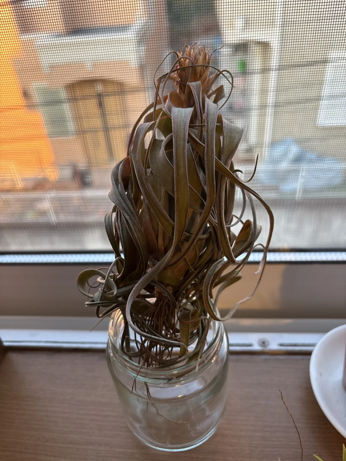 ディランジア エリックノブロック