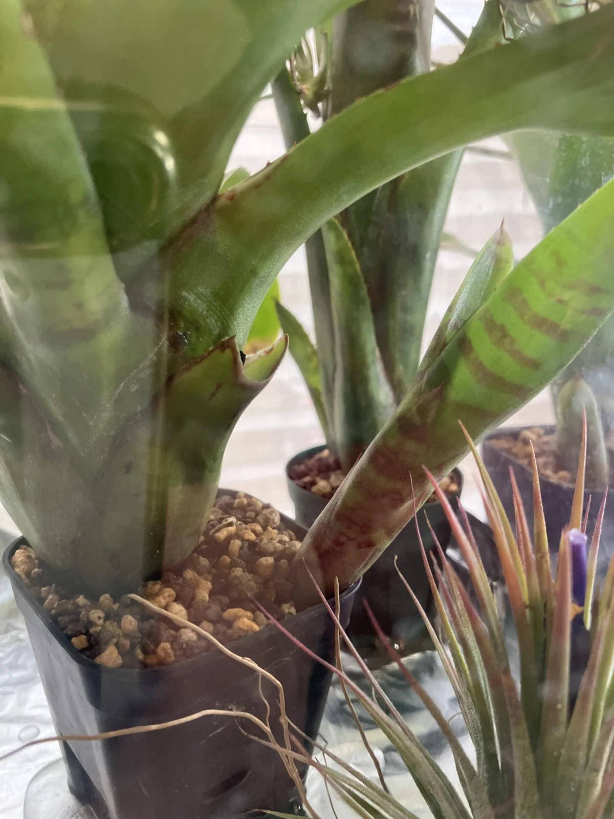 ネオレゲリア フィッシュネット