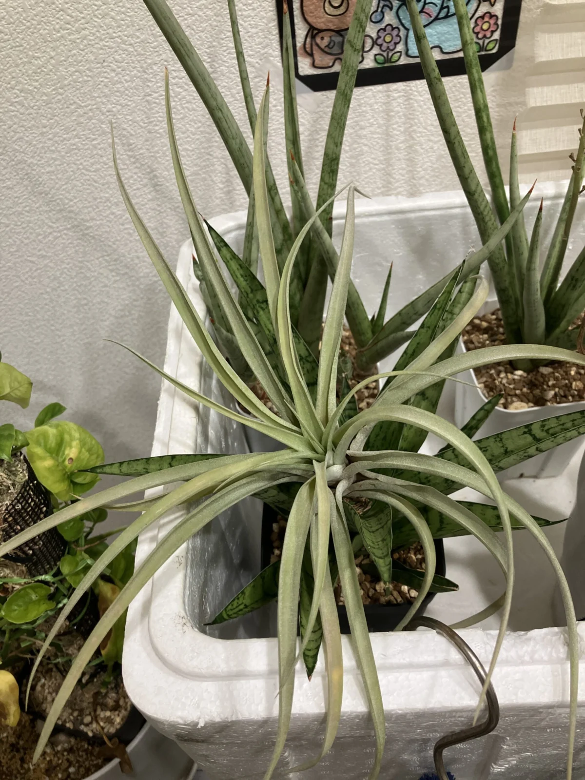 ティランジア　リオホンドエンシス