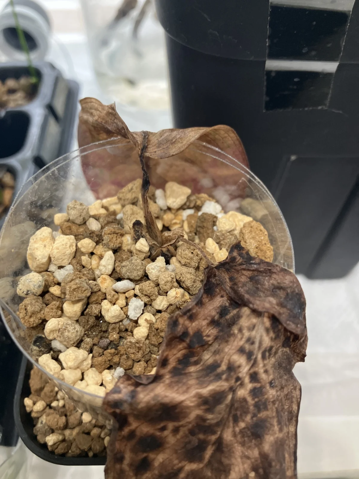 アグラオネマ　ホムセン